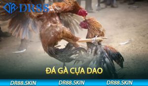 Đá Gà Cựa Dao