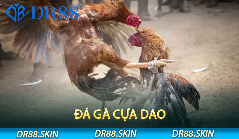 Đá Gà Cựa Dao