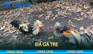 Đá gà tre